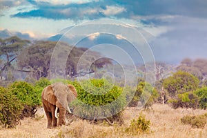 Elephant against kilimanjaro mountain in the Amboseli National Park, Kenya