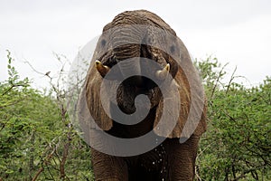 Elephant on alert, Umfolozi National Park, South Africa