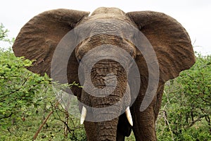 Elephant on alert, Umfolozi National Park, South Africa