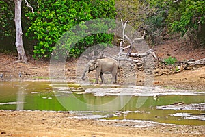 Elephant alone walking next to swamp