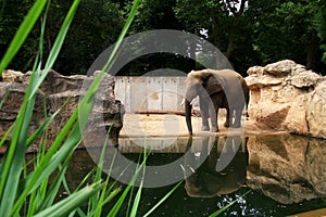 An elephant alone - water reflections