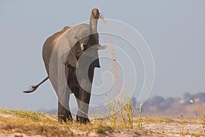 Elephant with amazing trunk skill
