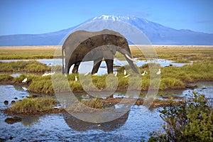 Elephant in Amboseli