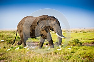 Elephant in Amboseli