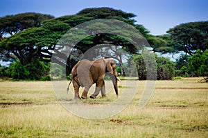 Elephant in Amboseli