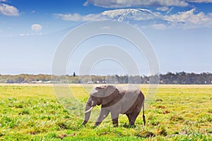 Elephant in Amboseli