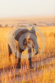 Elephant in Amboseli