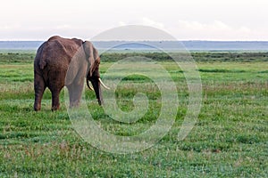 Elephant in Amboseli