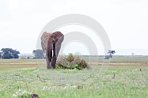 Elephant in Amboseli