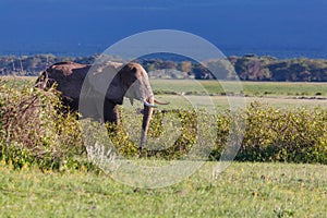 Elephant in Amboseli