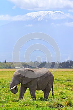 Elephant in Amboseli