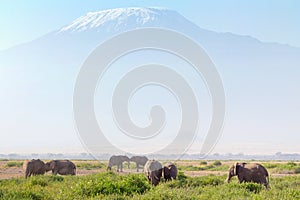 Elephant in Amboseli