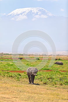 Elephant in Amboseli