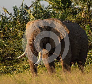 Elephant in the Amboseli National Park