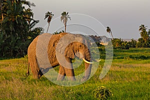 Elephant in the Amboseli National Park