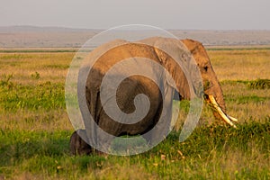 Elephant in the Amboseli National Park