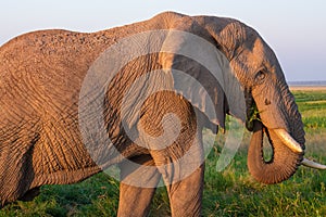 Elephant in the Amboseli National Park