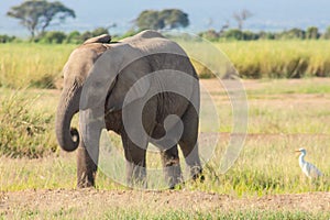 Elephant in the Amboseli National Park