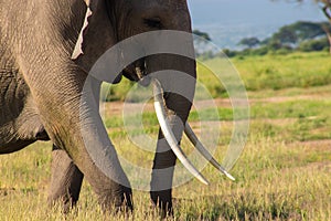 Elephant in the Amboseli National Park