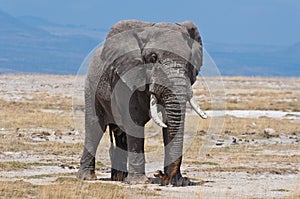 Elephant, Amboseli National Park