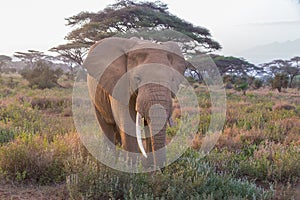 Elephant in Amboseli national park in Kenya.