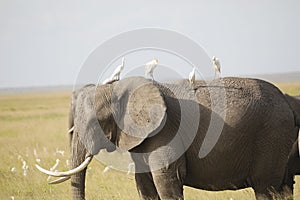 Elephant in Amboseli National Park, Kenya, Africa