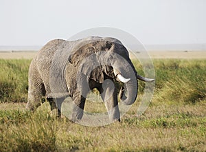 Elephant in Amboseli National Park, Kenya, Africa