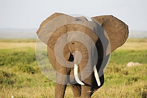 Elephant in Amboseli National Park, Kenya, Africa