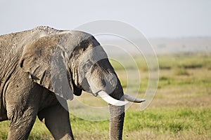 Elephant in Amboseli National Park, Kenya, Africa