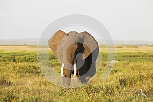 Elephant in Amboseli National Park, Kenya, Africa