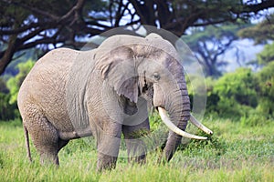 Elephant in Amboseli Nationalpark, Kenya, Africa