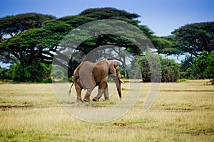 Elephant in Amboseli photo