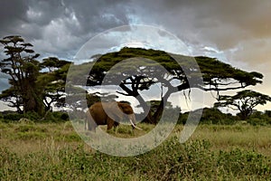 Elephant in Amboseli wildlife