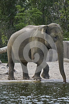 Elephant walking towards pond to drink water