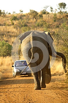Elephant Anger photo