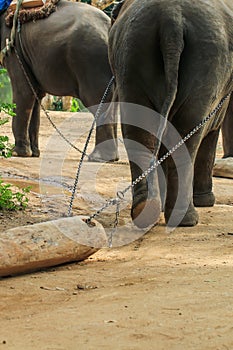 Elephant ,animal