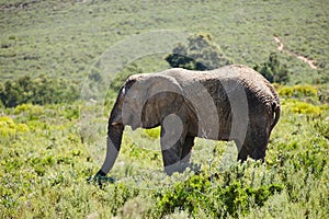 Elephant, animal in field and safari for travel, wildlife conservation and holiday location for tourism. Nature reserve