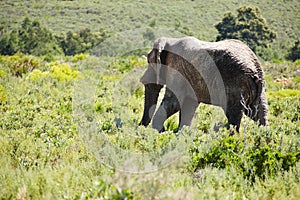 Elephant, animal and safari for travel, wildlife conservation and holiday location for tourism. Nature reserve, tourism