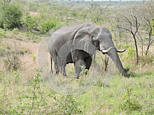 Elephant