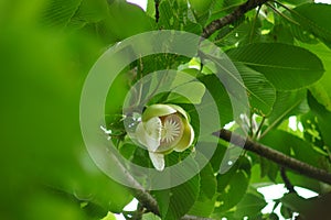 ELEPHANT APPLE FLOWER