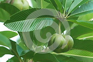 Elephant apple fruit and leaf