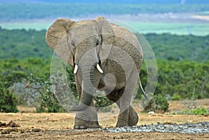 Elephant approach