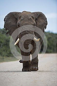 Elephant Approach alert