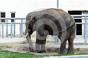 Elephant eats grass in the zoo. Wild predator.