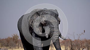 Elephant approaching a waterhole in the Etosha National Park in Namibia.