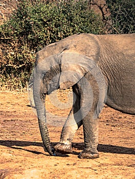 Elephant approaching watering hole