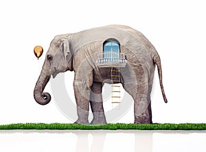Elephant as a house