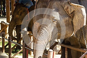 Elephant asia in the elephant show at park