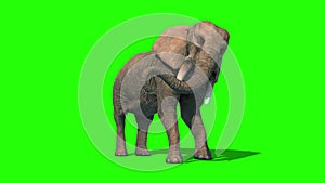 Elephant Attacks Short Tusks Front Green Screen 3D Rendering Animation 4K