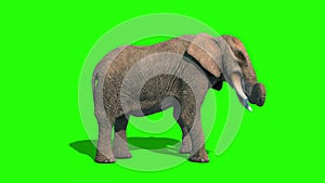 Elephant Attacks Short Tusks Side Green Screen 3D Rendering Animation 4K